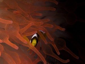 "Orange" protection... by Alex Varani 